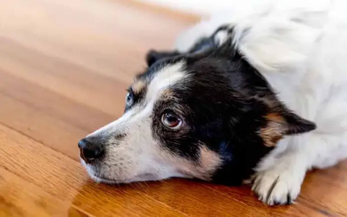 coisas que os cachorros odeiam