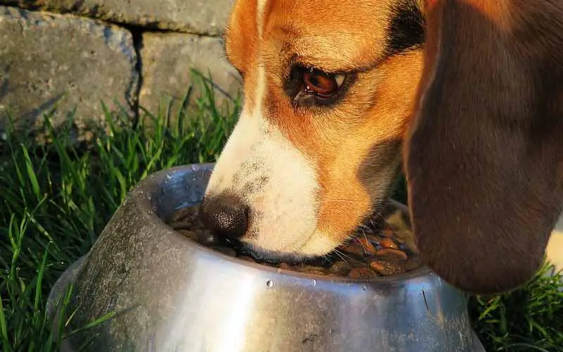 como tirar o mau hálito do meu cachorro 1