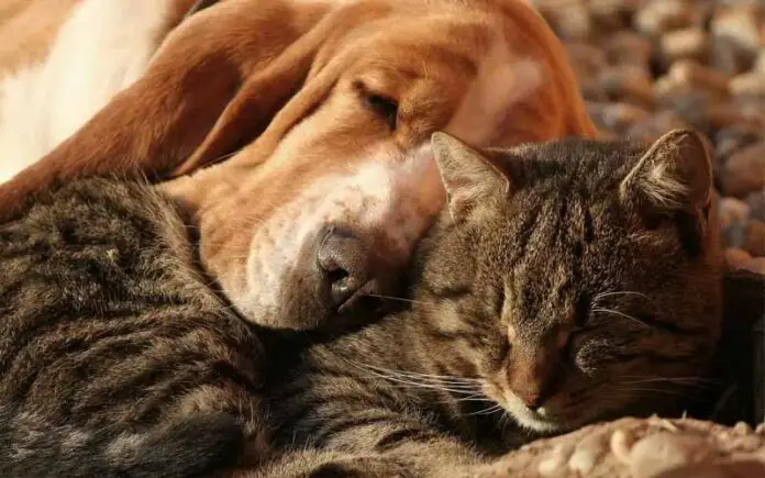 os gatos amam menos do que os cachorros