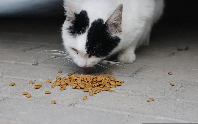 por que meu gato não quer comer dicas essenciais 1