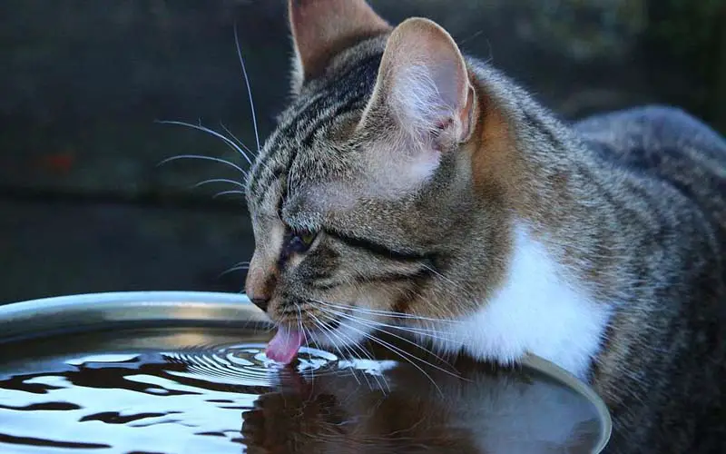 por que meu gato não quer comer dicas essenciais 3