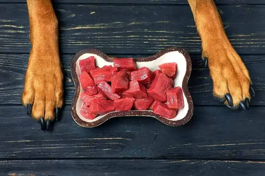 alimentos que seu cachorro não deve comer