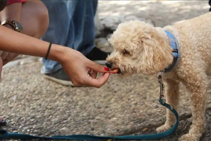 15 tipos de alimentos que meu cachorro não deve comer blog