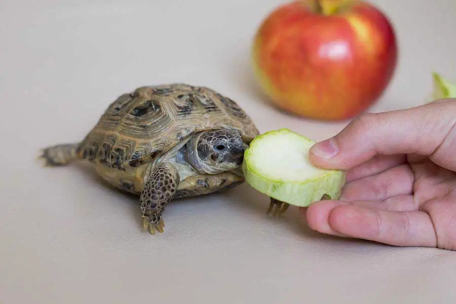 8 alimentos humanos que as tartarugas podem comer 1