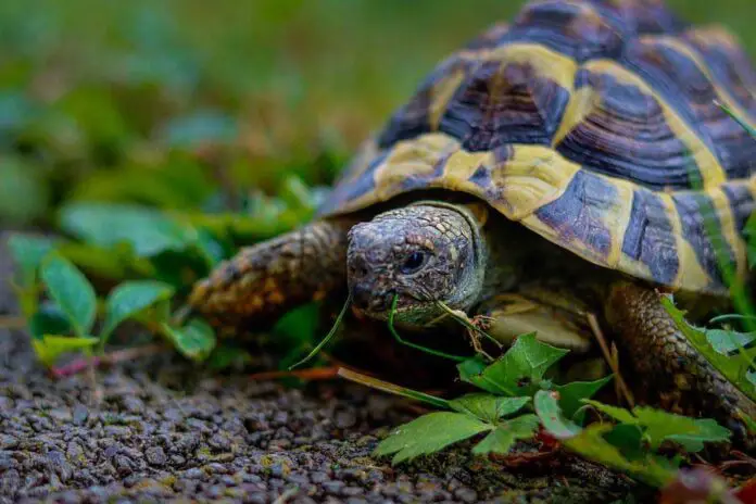 8 alimentos humanos que as tartarugas podem comer