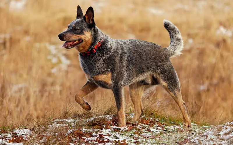 quais raças cachorro vivem mais