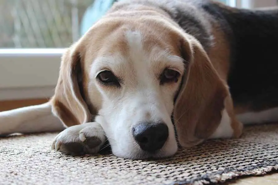 Cachorro Beagle Conheça tudo sobre a raça 2