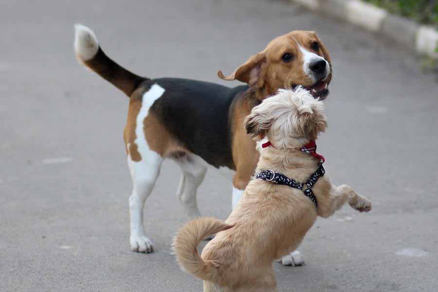 Cachorro Beagle Conheça tudo sobre a raça 5