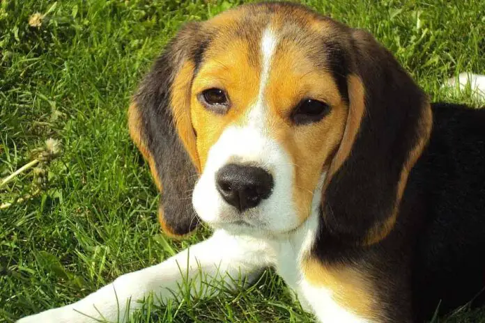 Cachorro Beagle Conheça tudo sobre a raça blog