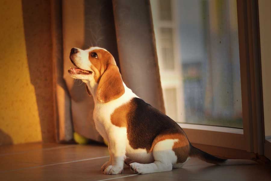 Cachorro Beagle Conheça tudo sobre a raça