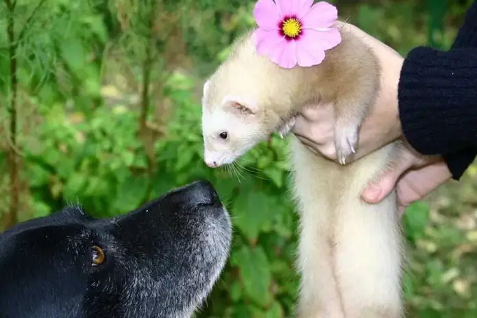 Cachorros e furões podem viver juntos