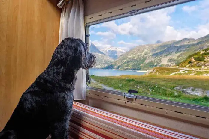 É verdade que os cachorros só enxergam em preto e branco