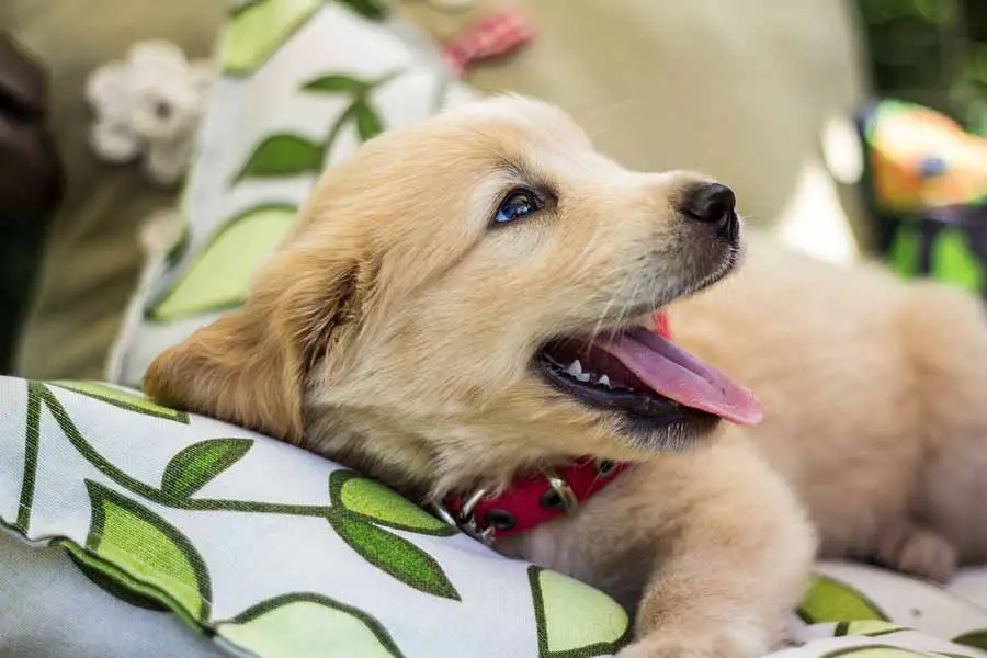 O Golden Retriever é um bom cachorro para a minha família 2