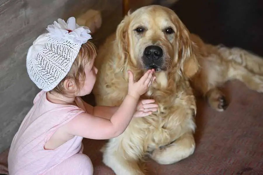 O Golden Retriever é um bom cachorro para a minha família 3