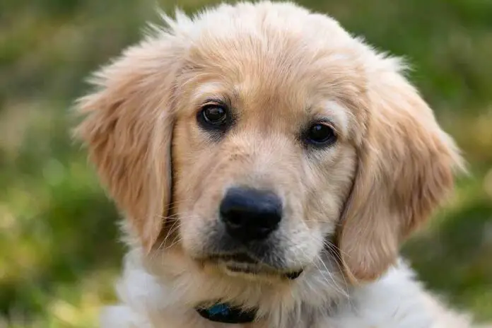 O Golden Retriever é um bom cachorro para a minha família