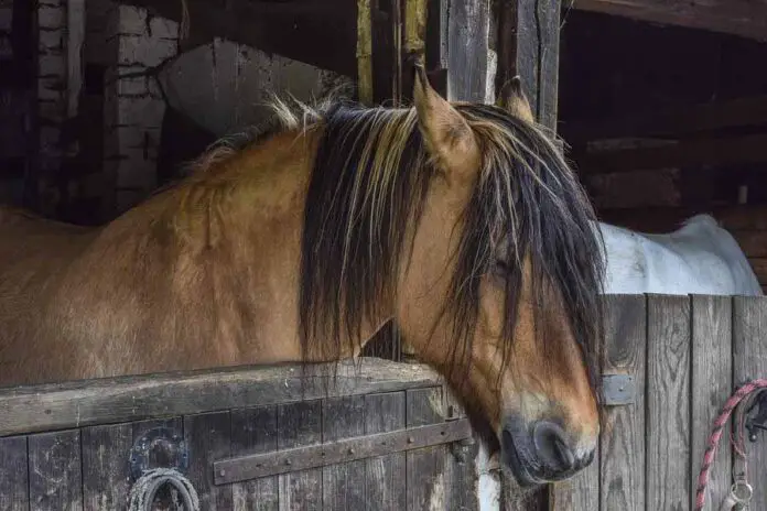 O cavalo dorme em pé ou deitado blog