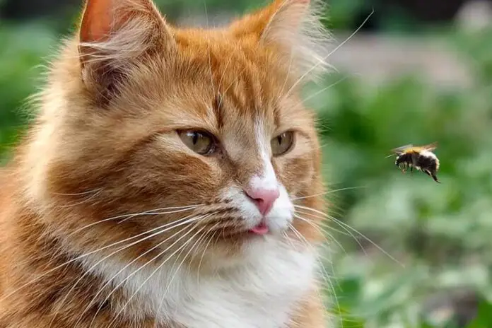 O que fazer se meu gato for picado por uma abelha ou vespa