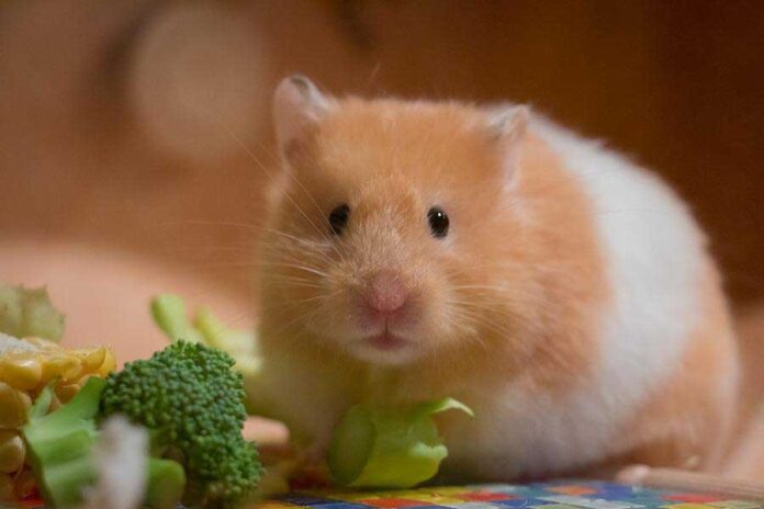 O que um hamster pode comer dicas essenciais