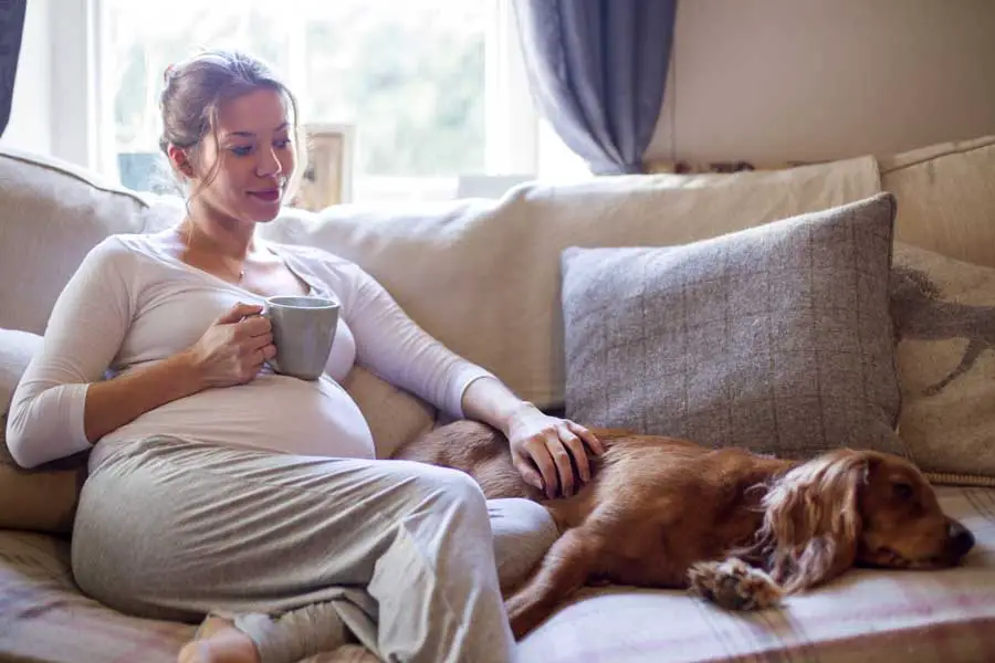 Os cachorros podem sentir a gravidez humana 2