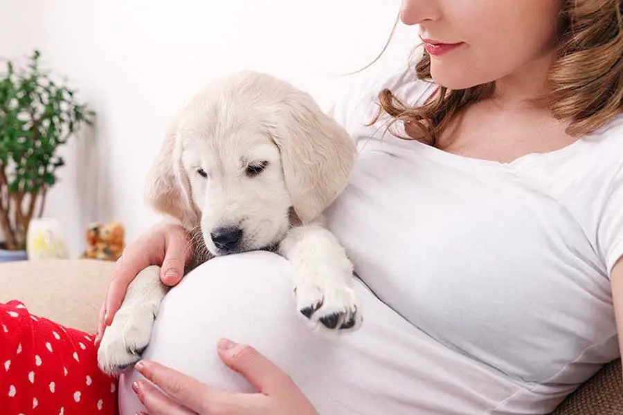 Os cachorros podem sentir a gravidez humana 4