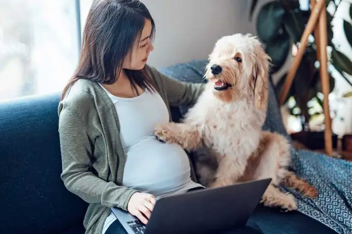 Os cachorros podem sentir a gravidez humana