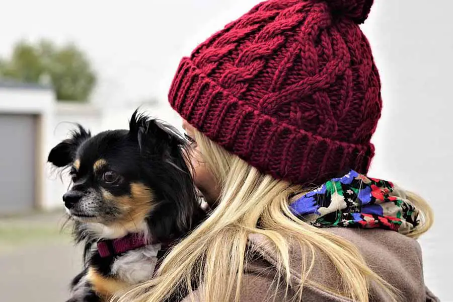 Os cachorros sentem frio Quais são os principais sinais 1