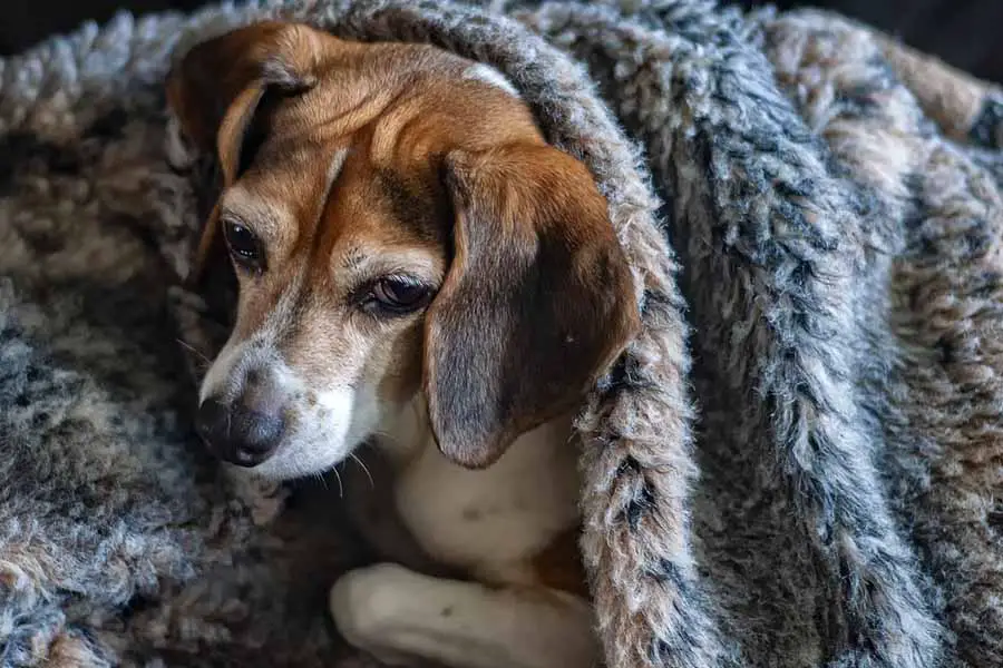 Os cachorros sentem frio Quais são os principais sinais 2