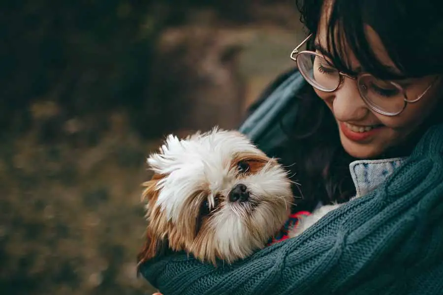 Os cachorros sentem frio Quais são os principais sinais 3