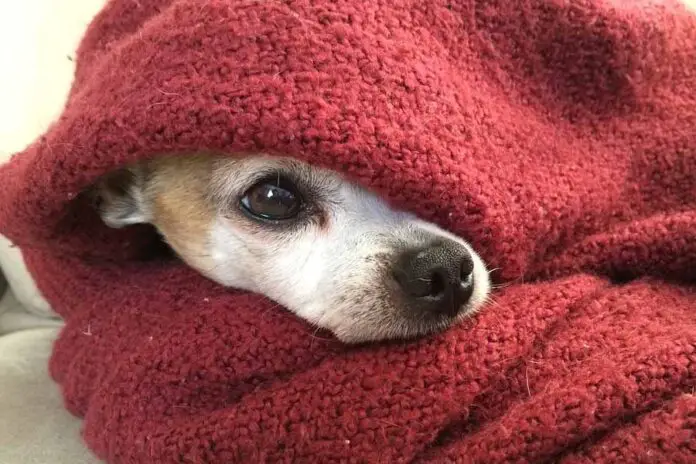 Os cachorros sentem frio Quais são os principais sinais