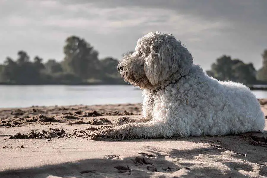 Por que meu cachorro adora se deitar ao sol 2