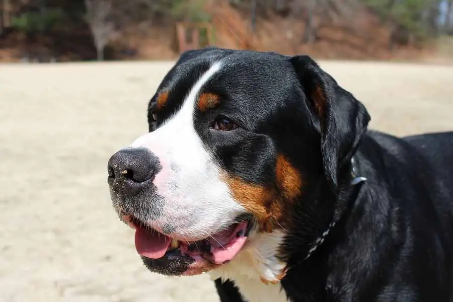 Por que meu cachorro adora se deitar ao sol 3