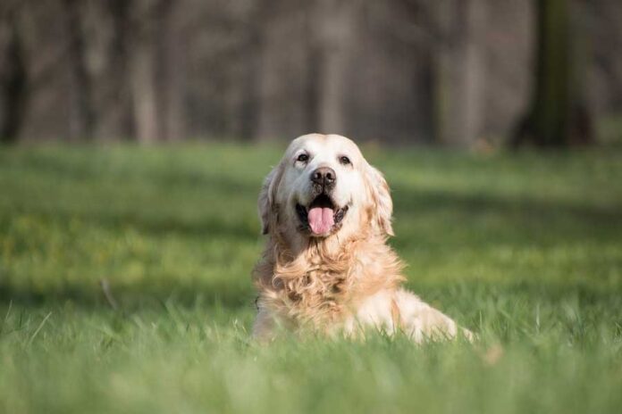 Por que meu cachorro adora se deitar ao sol