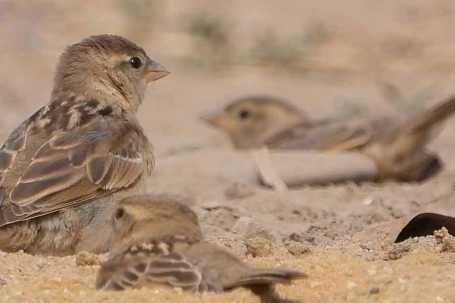 Por que os pássaros adoram tomar banho de areia 2