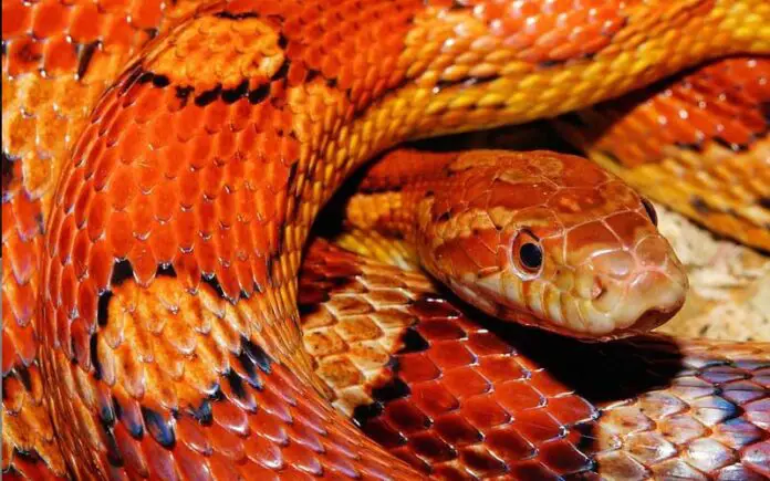 como cuidar de uma cobra do milho guia de cuidados