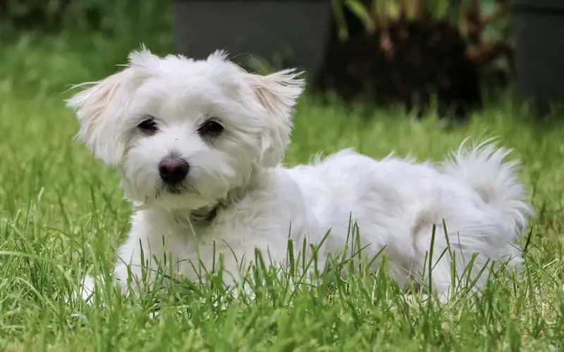 quais raças cachorro vivem mais