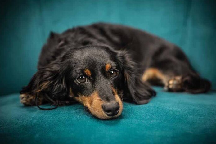 por que cachorro fazendo cocô dentro de casa