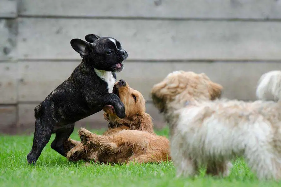 por que meu cachorro espirra principais motivos 2