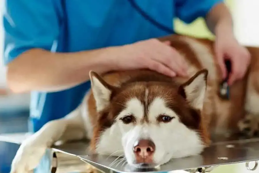 por que meu cachorro espirra principais motivos