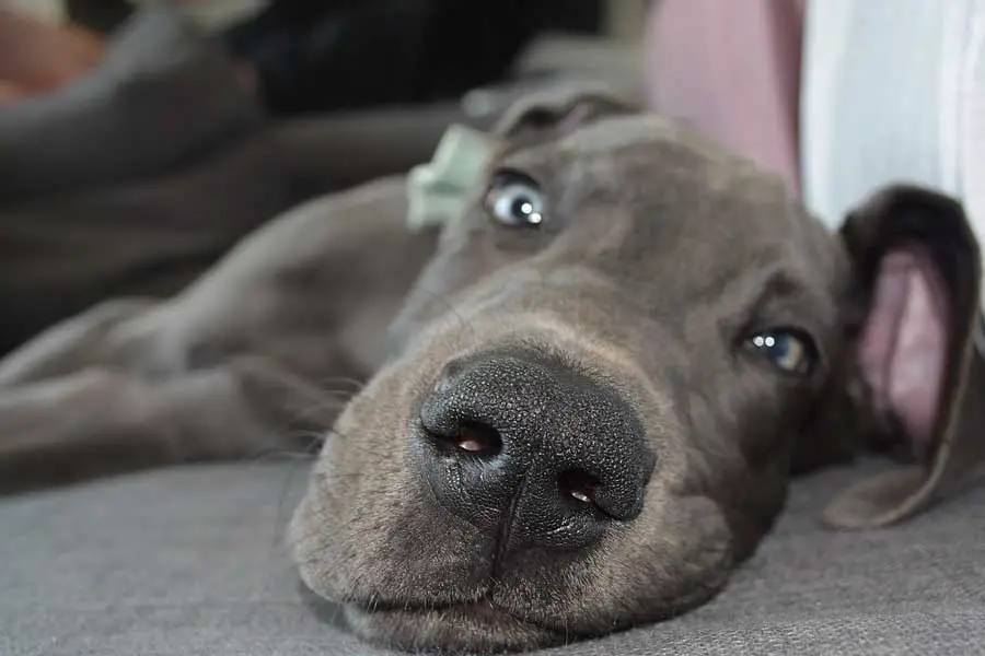 por que o nariz do meu cachorro fica molhado 1