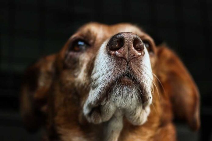 por que o nariz do meu cachorro fica molhado