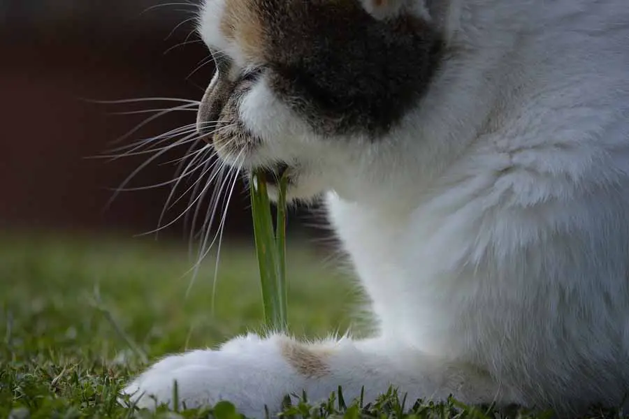 quais são os benefícios da grama para gatos 2