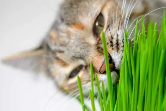 quais são os benefícios da grama para gatos