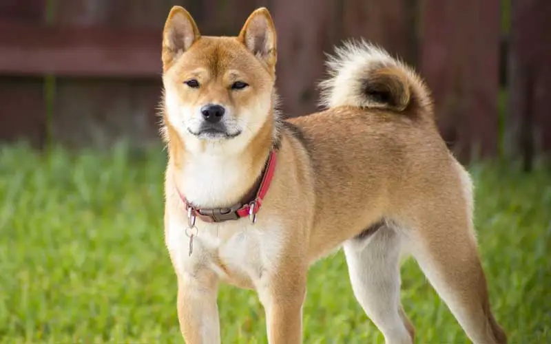 quais raças cachorro vivem mais