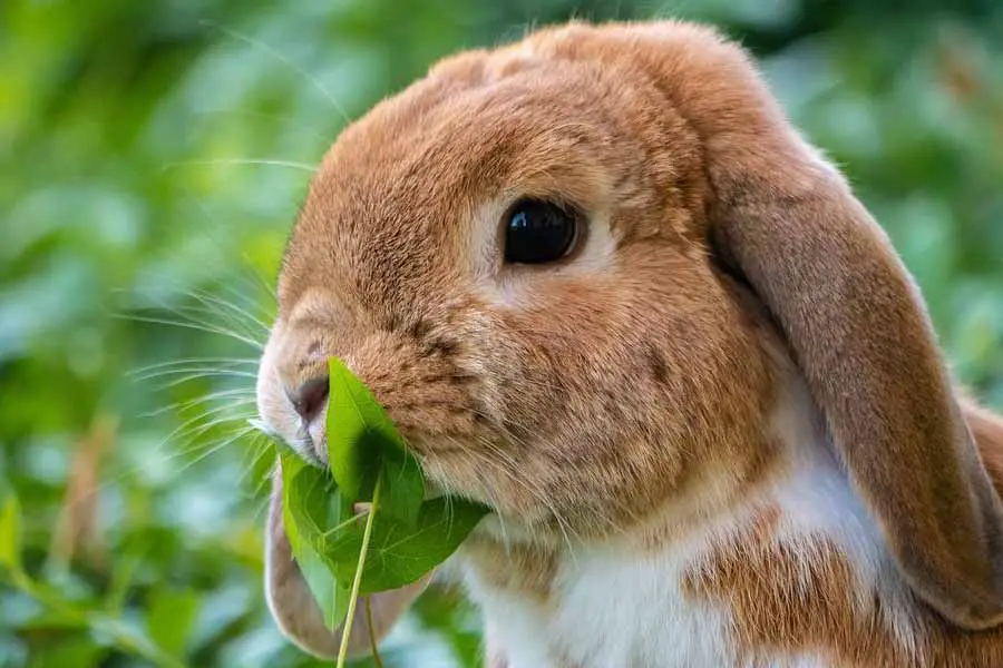 dicas essenciais cuidar de um coelho 1