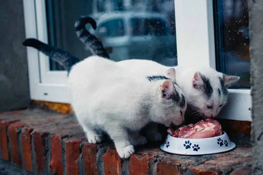 por quanto tempo gato pode ficar sem comida ou água 1