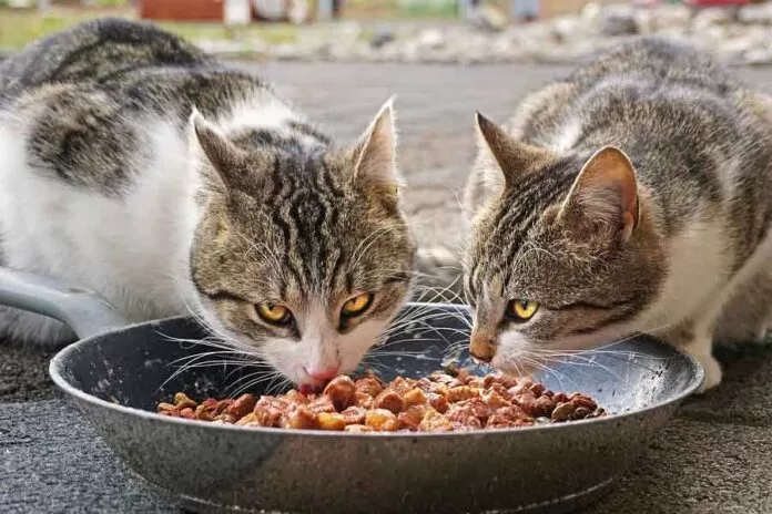 por quanto tempo gato pode ficar sem comida ou água