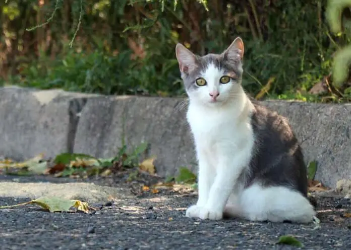 O que dar de comer para um gato de rua blog