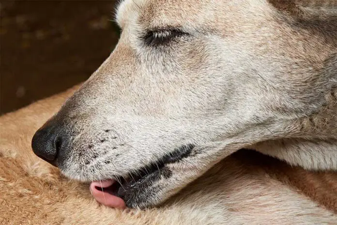 Por que o cachorro lambe sua própria ferida blog