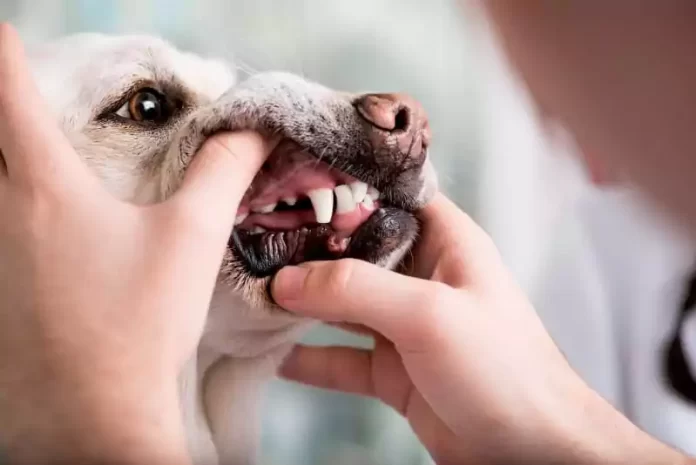 Cachorro com dor de dente como aliviar tratamento causa