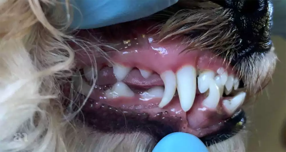 Cachorro com dor de dente como aliviar tratamento causa maloclusão